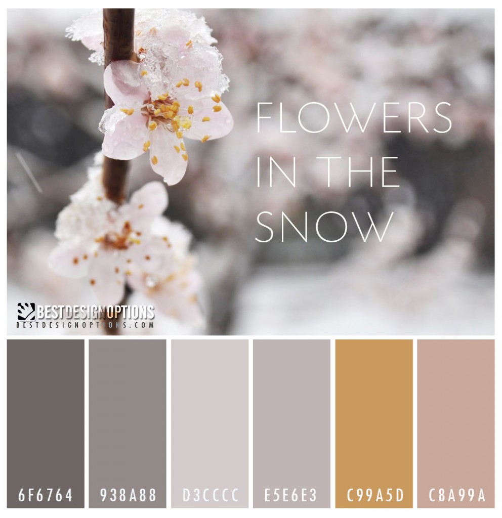 color-palette-winter-flowers