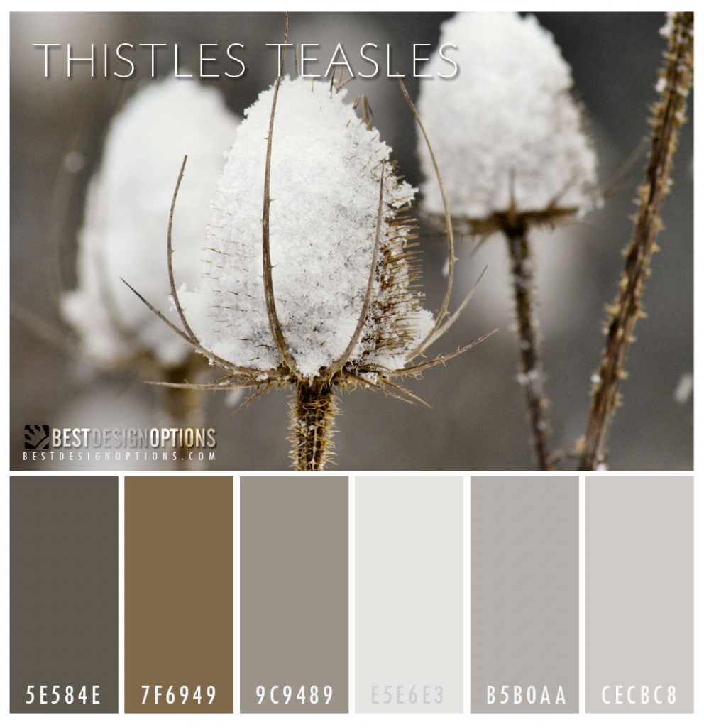 color-palette-winter-teasles