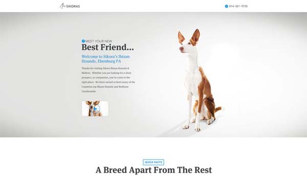 Marketing Experience Challenge - Sikora Ibizan Hounds by Brandon Termini for Handsome